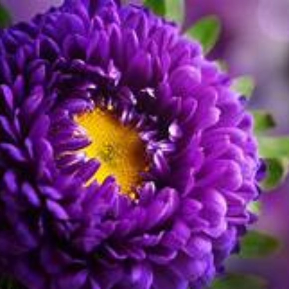 Meet your Posher, Amy - Picture 1 of 1